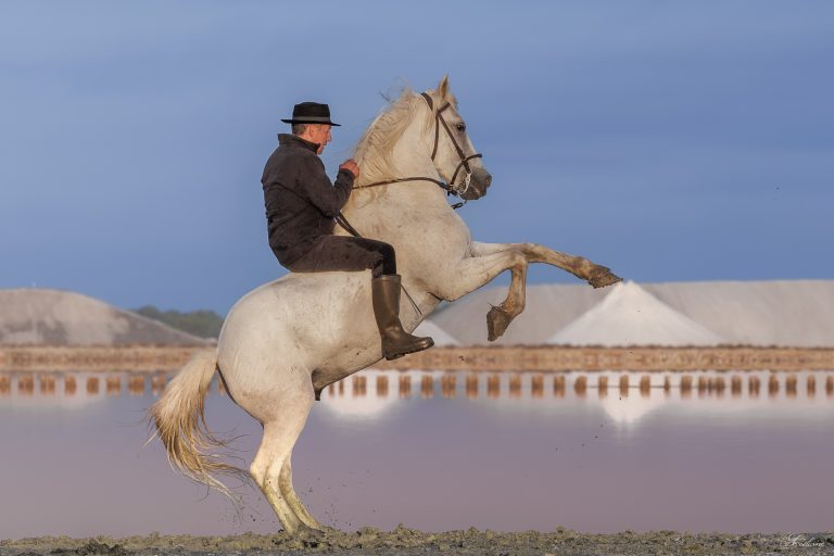 Les chevaux du monde